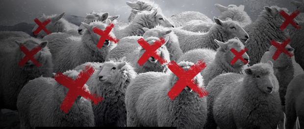 moutons-pilger